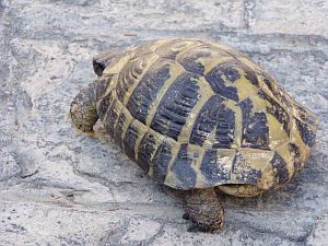 Run into me in Bar: XL-tortoise