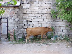 There seem to be as many cows as Mercedes Benz in Kukes